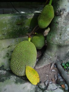 Jackfruit growing on treetrunk