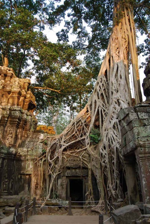 The "Tomb Raider Temple", Ta Prohm