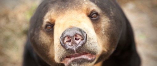A rescued bear at Phnom Tmao.