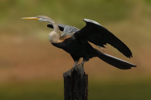 Snakebird spotted at Tonle Sap Lake, Cambodia.