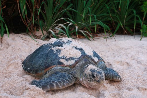 A turtle on the beach on Con Dao Island.