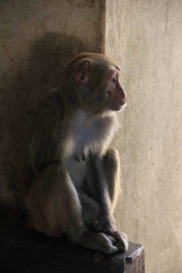 ...and one of its monkeys!