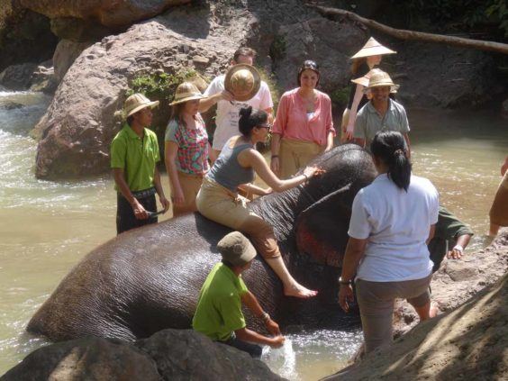 Elephant bath time