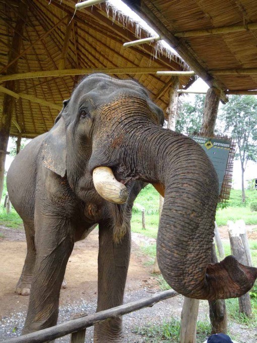 Reserach suggests that elephants learn faster through positive reinforcement than pain-based training