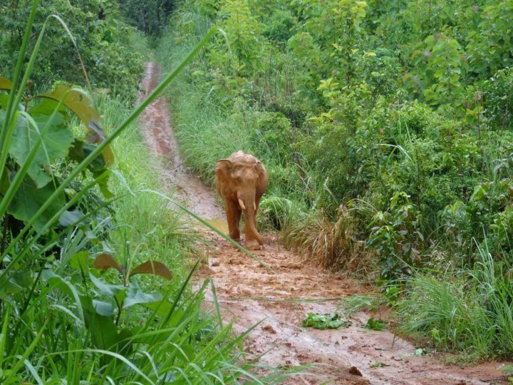 Roaming free at a Sayaboury conservation centre