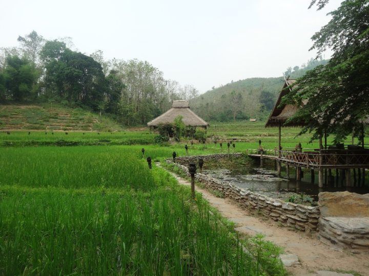Restaurant in the rice paddy