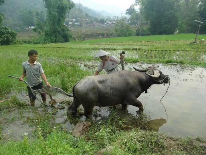 Buffalo ploughing