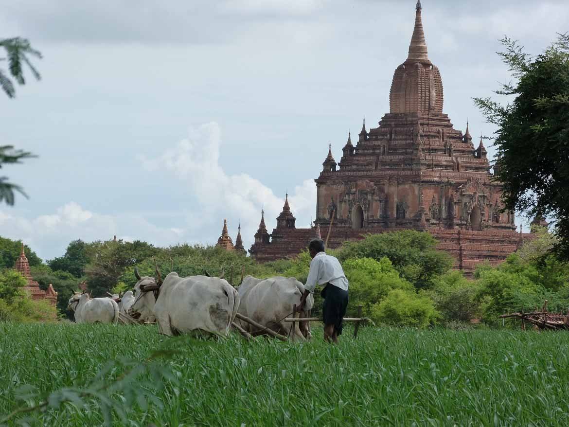 Bagan during the green season