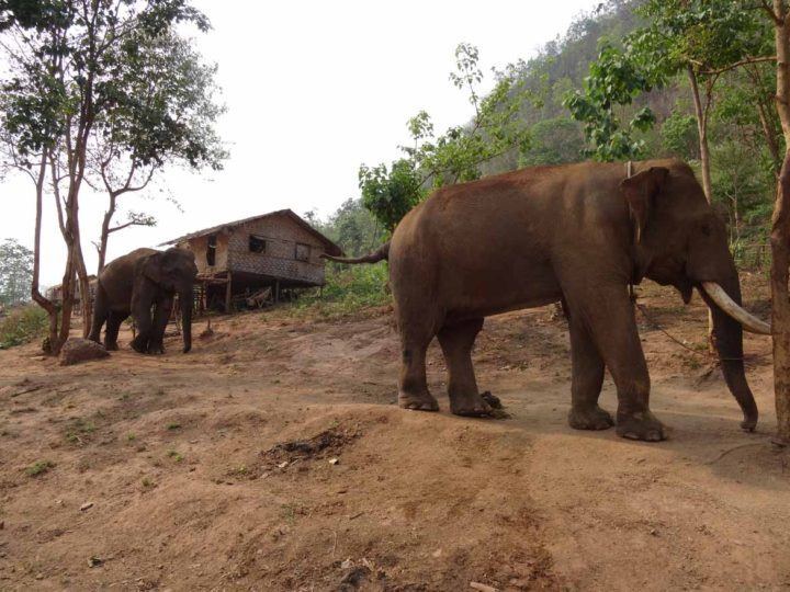 Elephants form extremely close social bonds