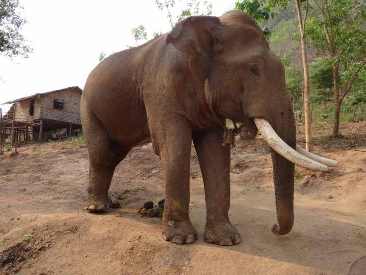 Asian elephant in Burma