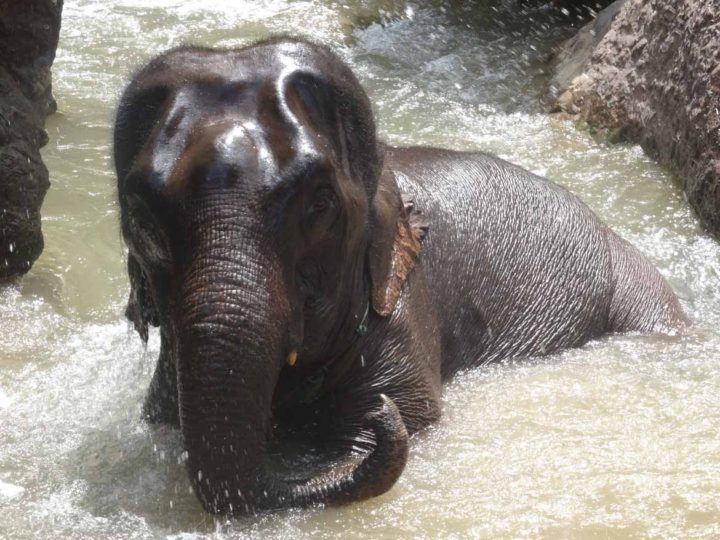 Elephants are fantastic swimmers