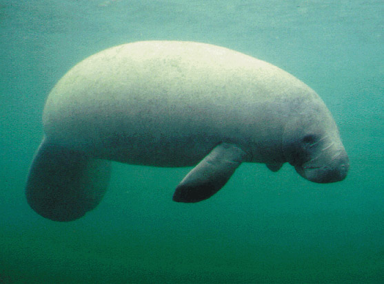 Sea elephant?