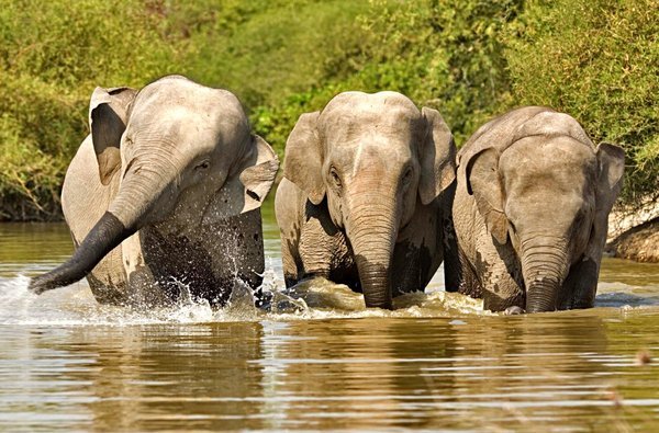 Endangered Asian elephants are among those species who call the Cardamoms home (Photo: koh-kong-cambodia.com)