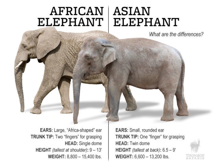 Image: Thomsonsafaris.com
