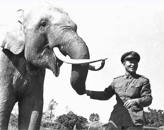 The oldest known elephant