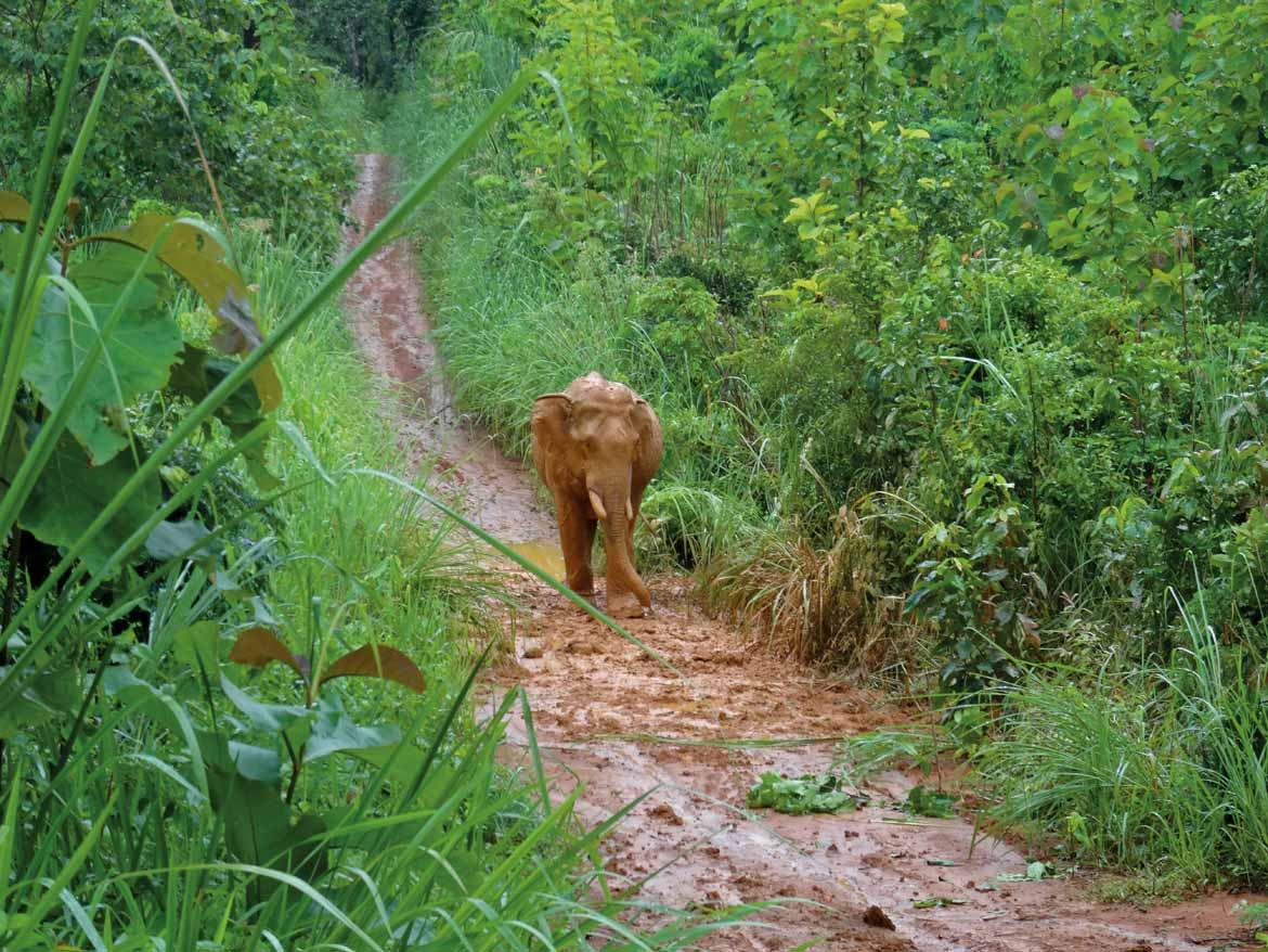 The elephants at the ECC are well looked-after and given plenty of freedom