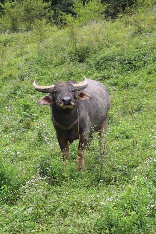 One of the denizens of Quang Binh
