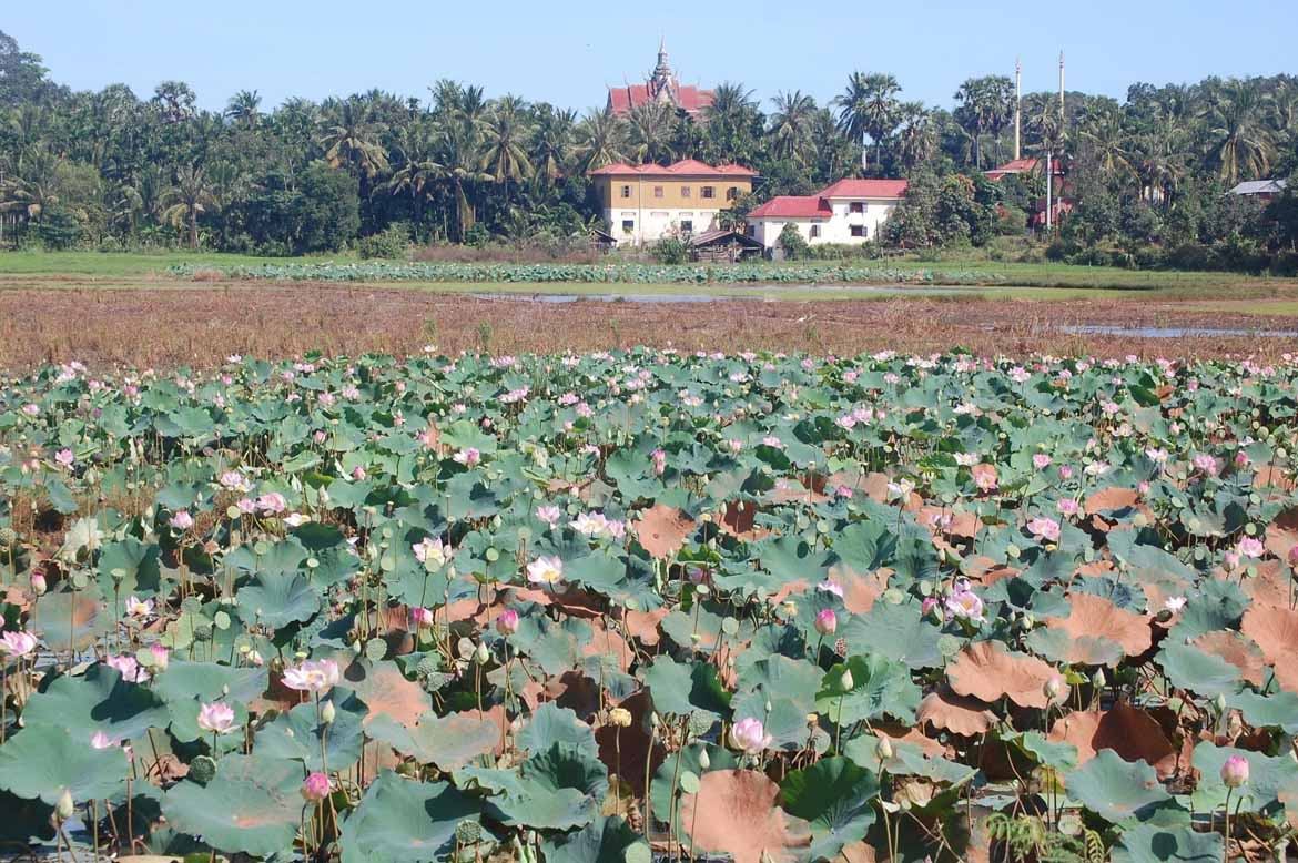 Farmland on the way to Kratie
