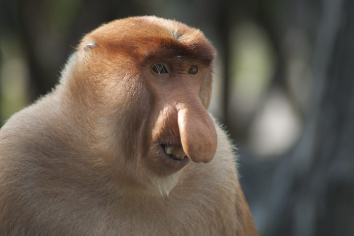 proboscis monkey proboscis monkey