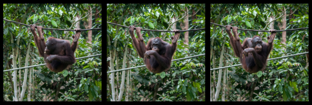 orangutans in Borneo orangutans in Borneo