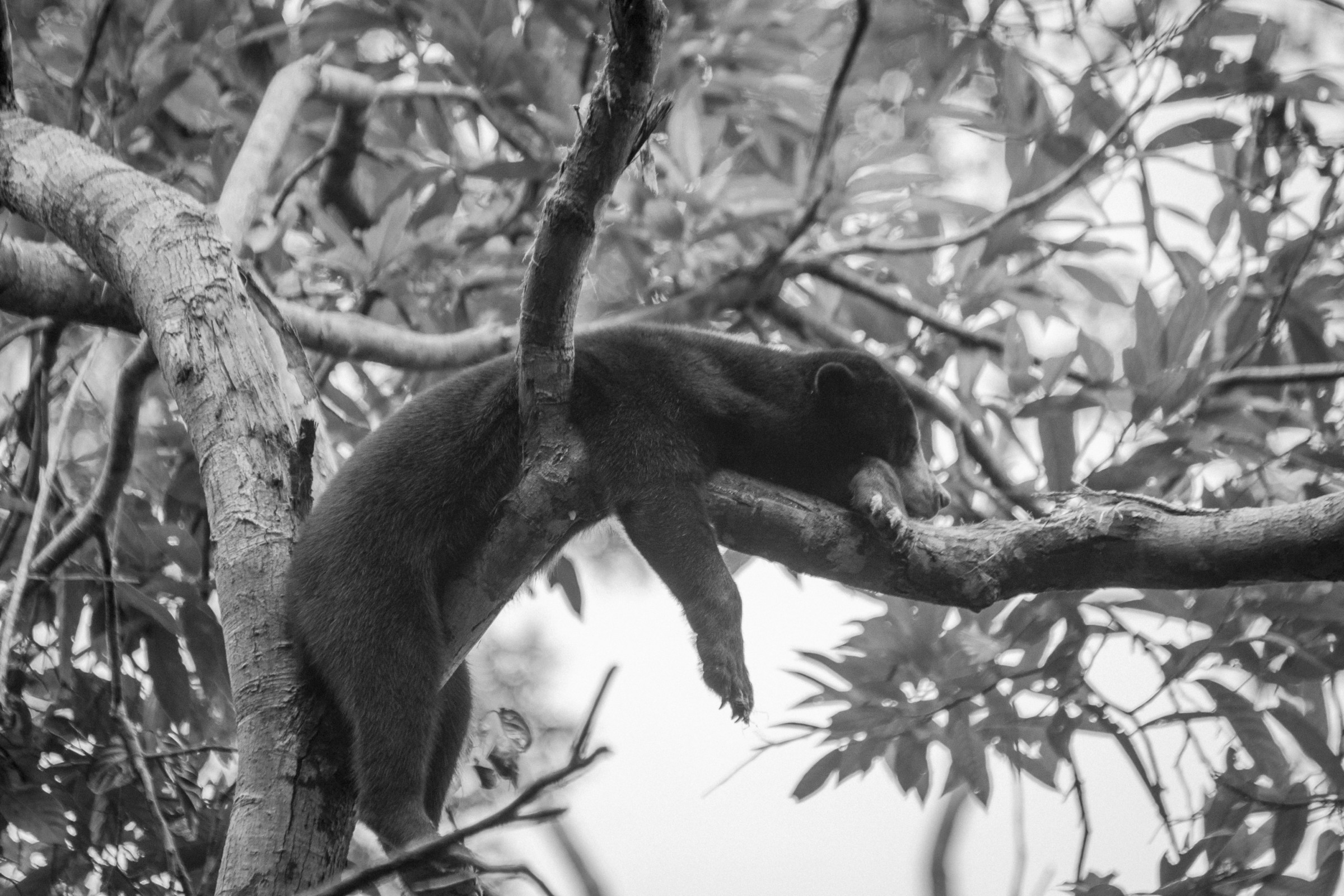dangerous animals in Borneo sun bear