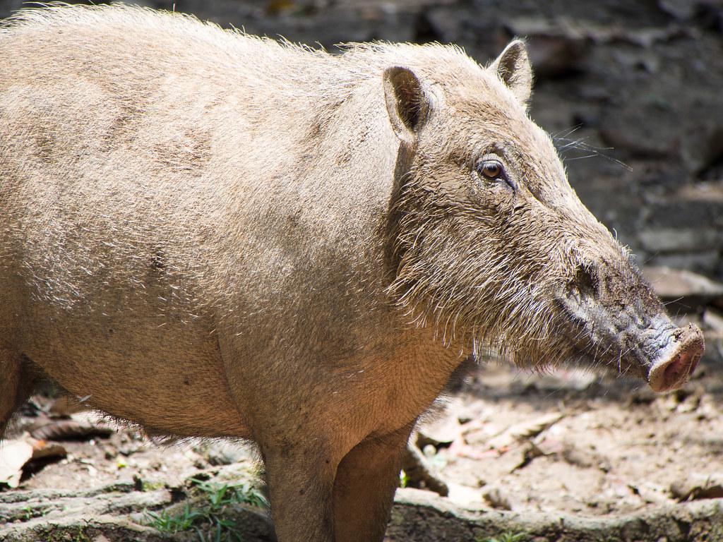 bearded pig