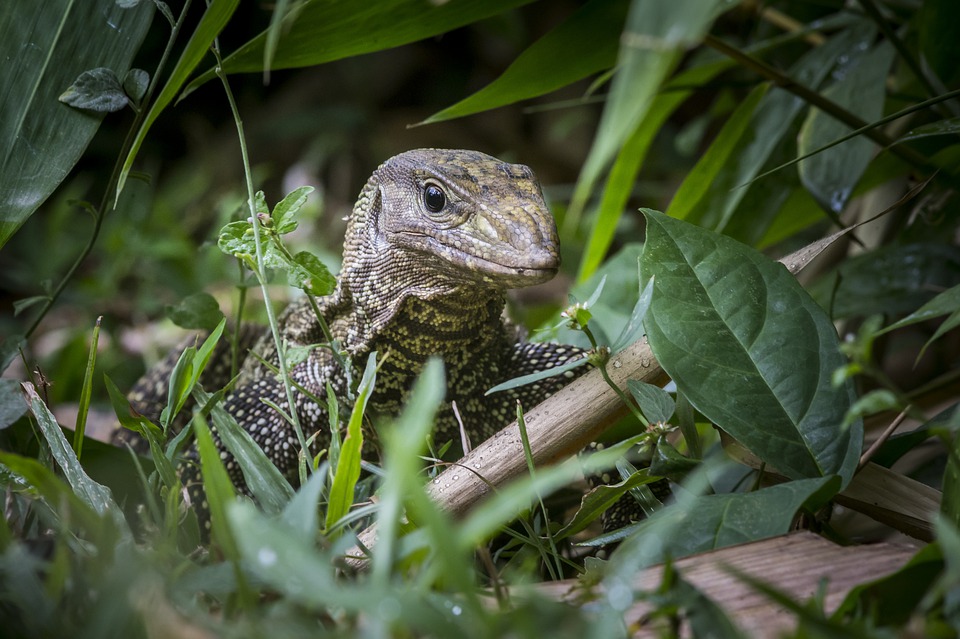 dangerous animals in borneo water monitor