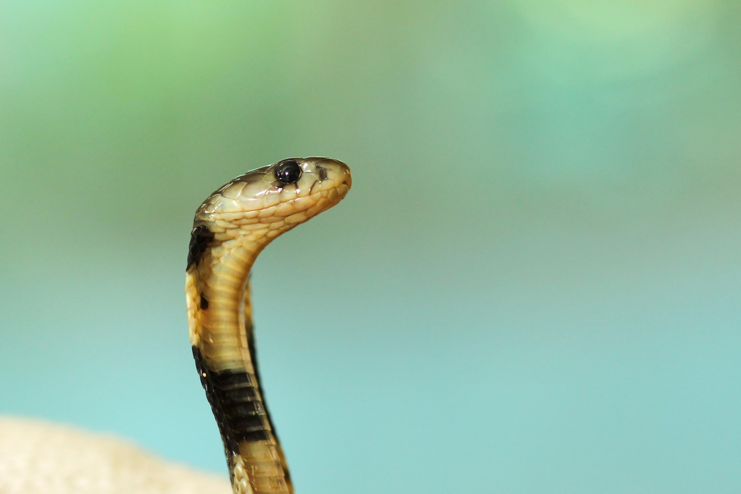 little snake
