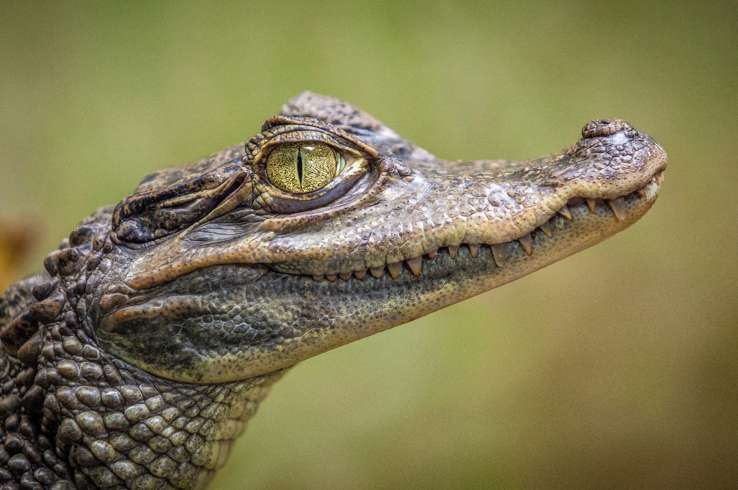 dangerous animals in borneo saltwater crocodile