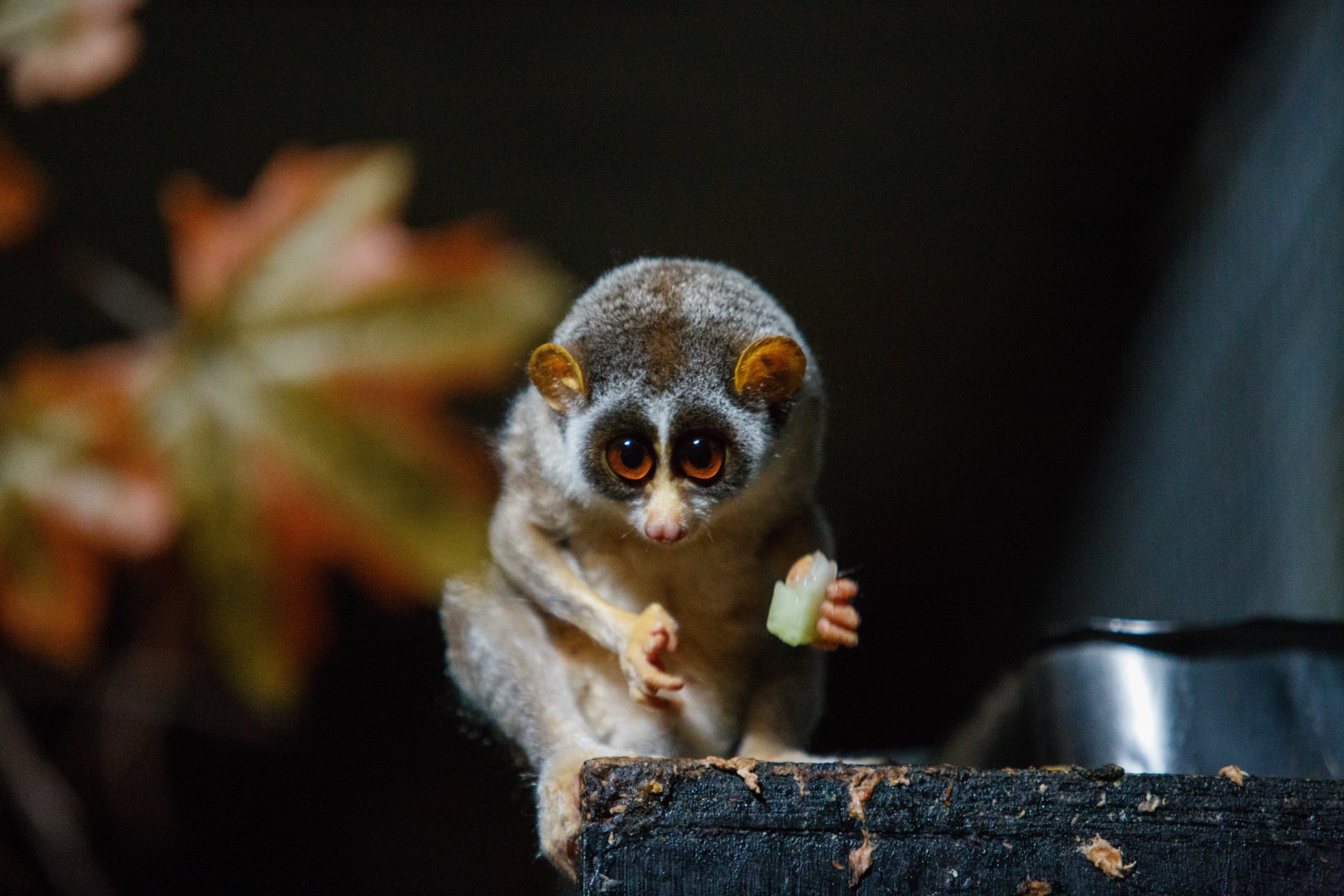 slow loris deadly beast